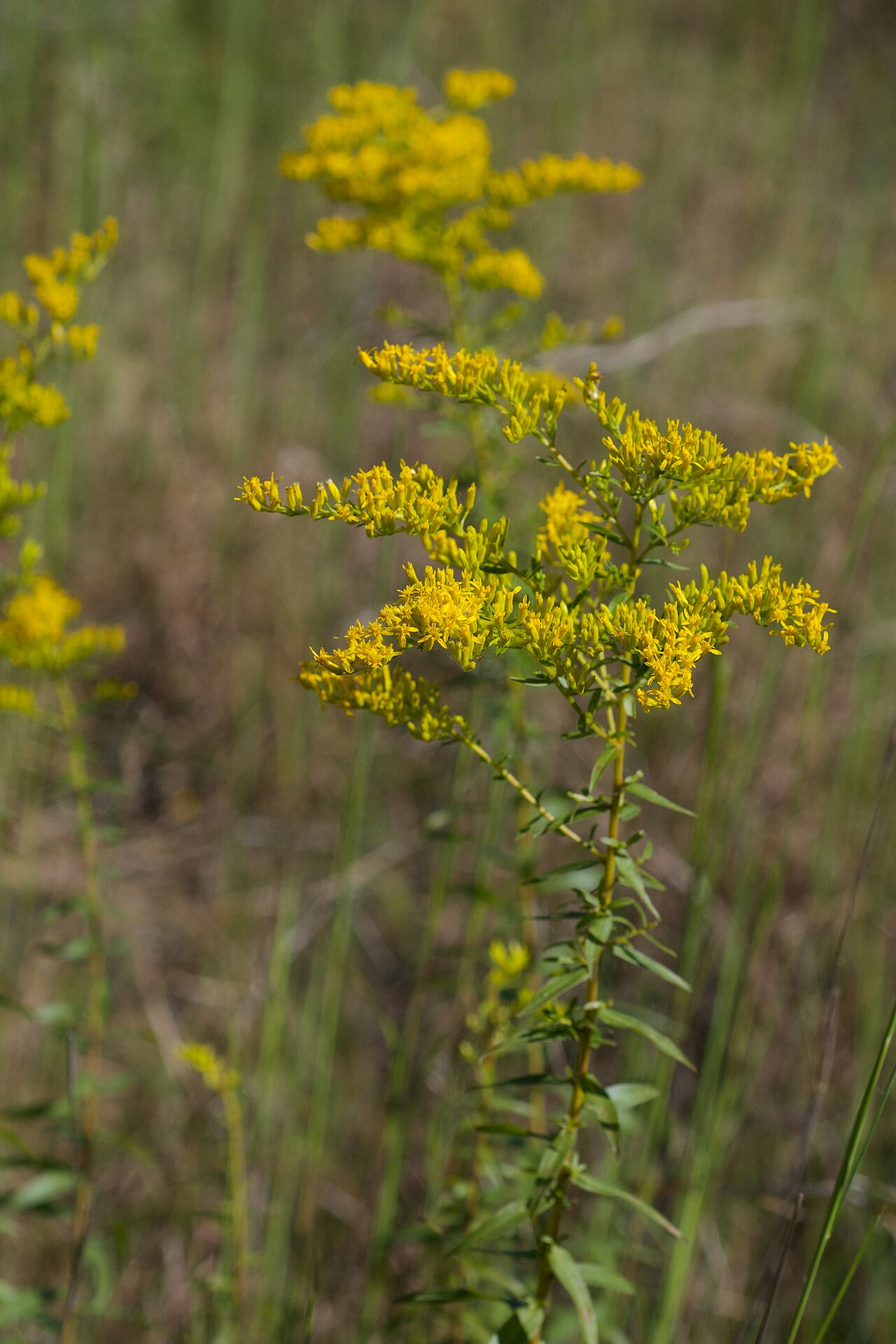 Sweet Goldenrod reference