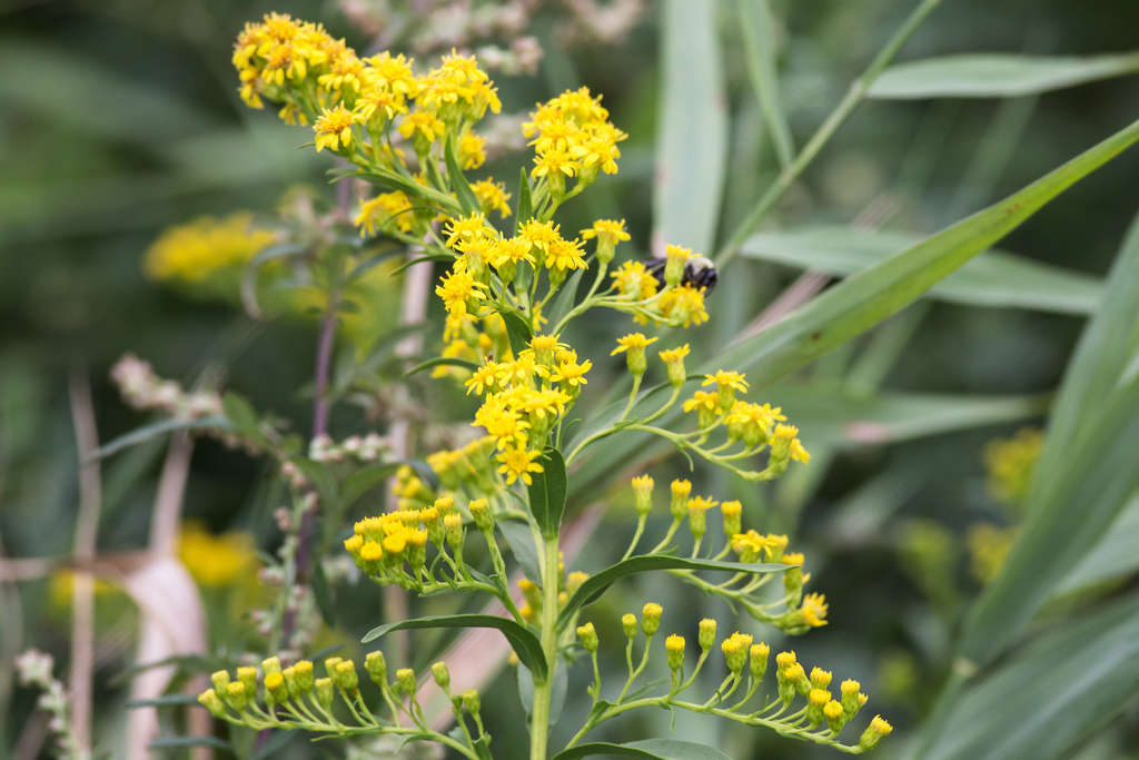northern seaside goldenrod reference