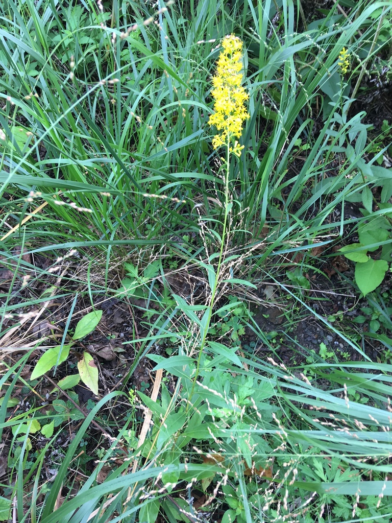 showy goldenrod reference