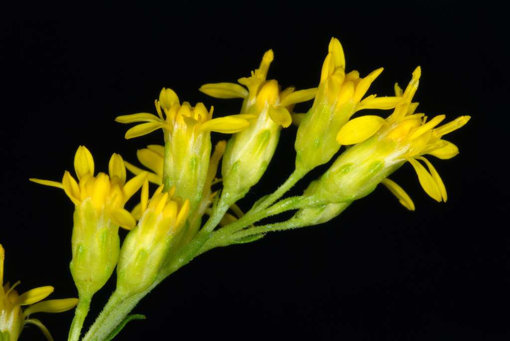 bog goldenrod reference
