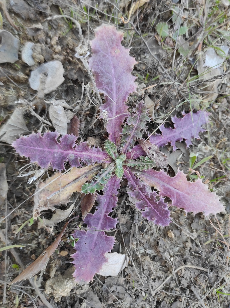prickly sowthistle reference