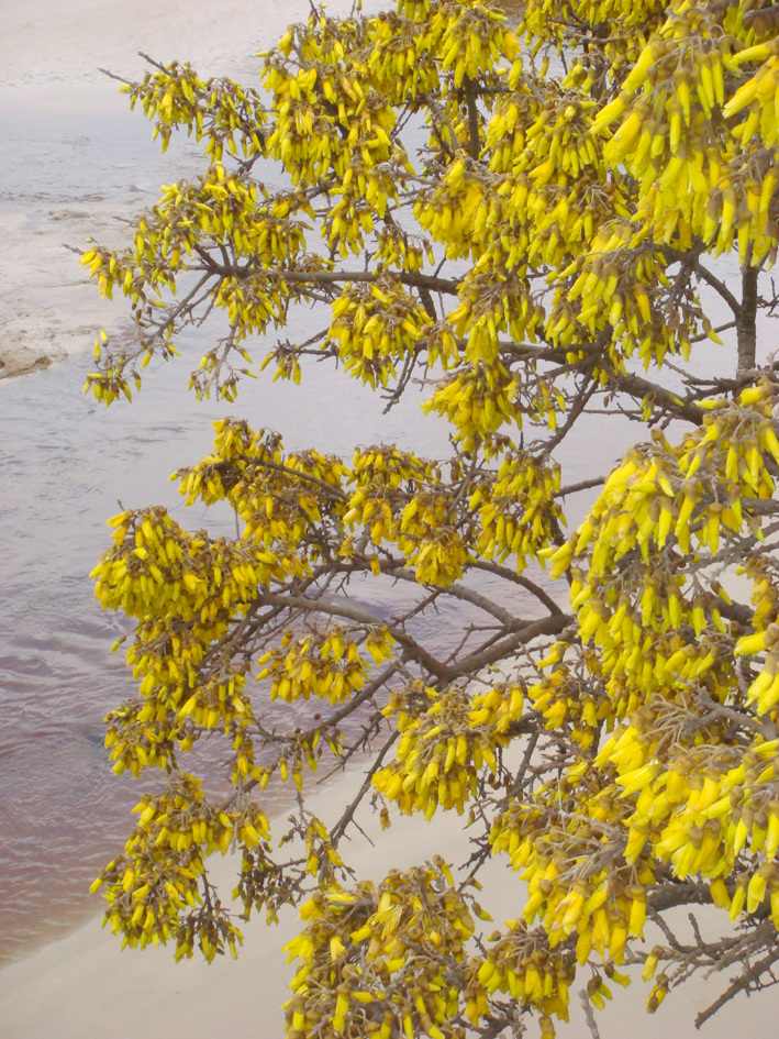 Coastal Kowhai reference