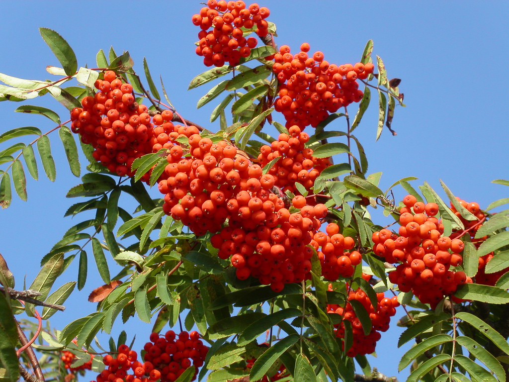 European mountain ash reference