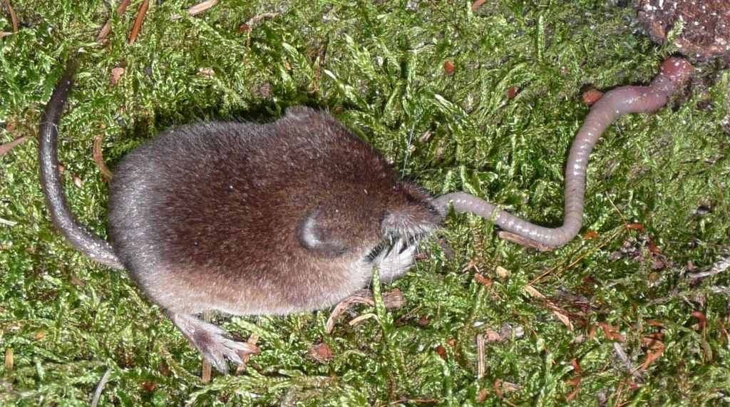 Common Shrew reference