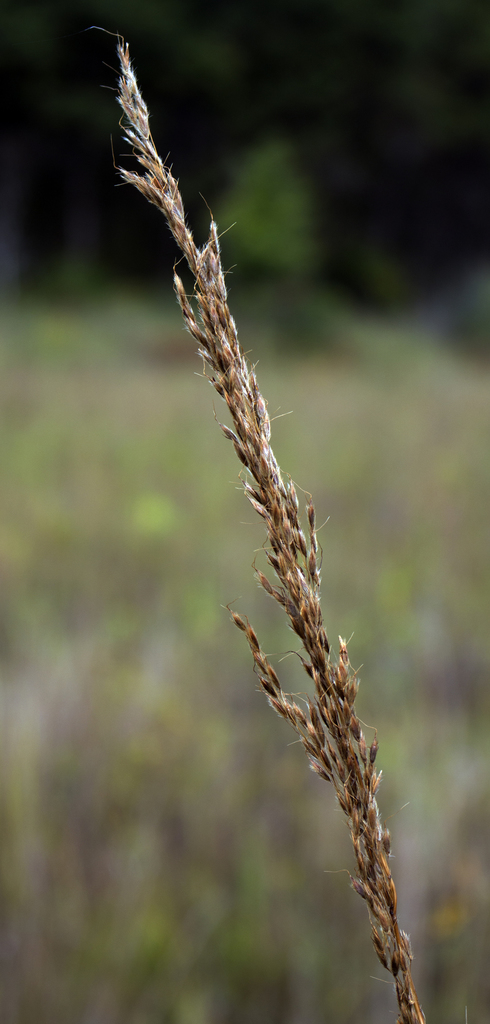 Indiangrass reference