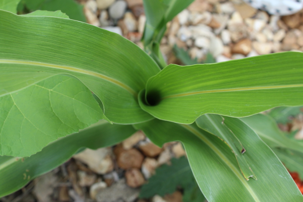 Sorghum reference