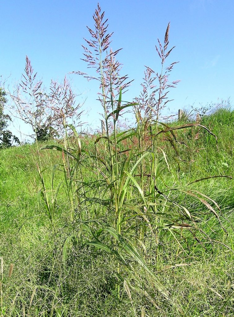 Johnson Grass reference