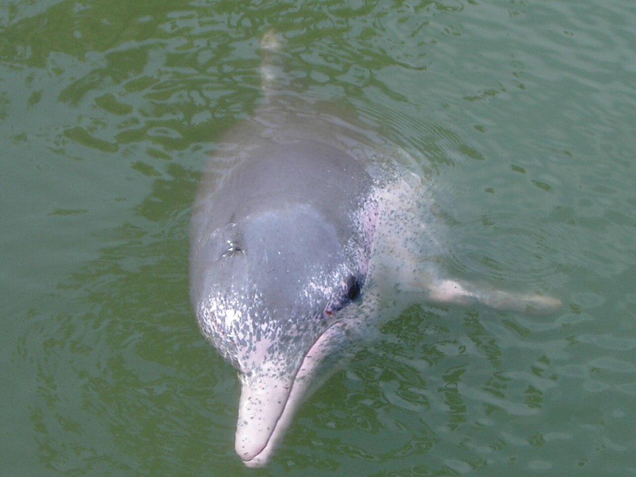 Indo-Pacific Humpback Dolphin reference
