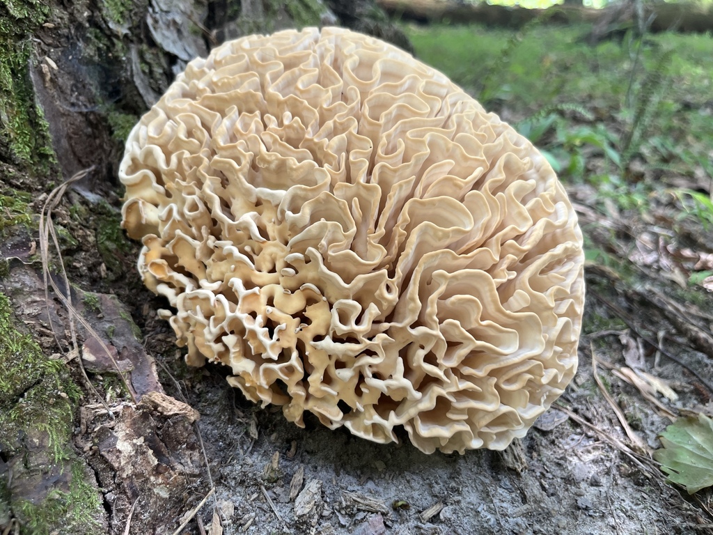 Eastern cauliflower mushroom reference