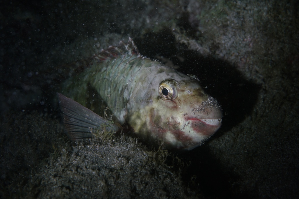 European Parrotfish reference
