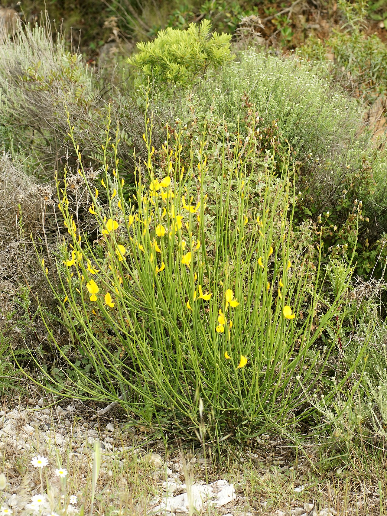 Spanish Broom reference