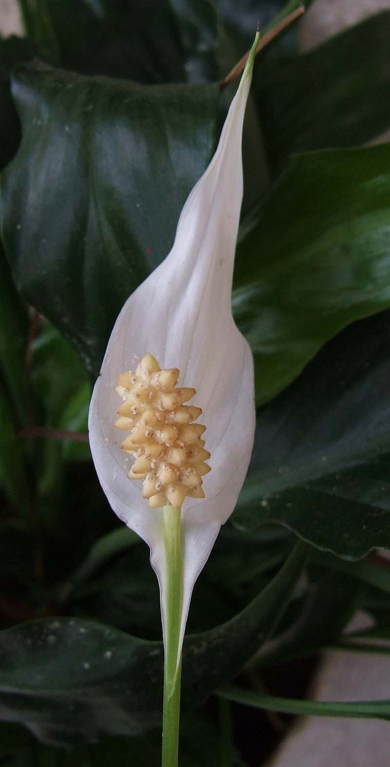 Peace Lily reference
