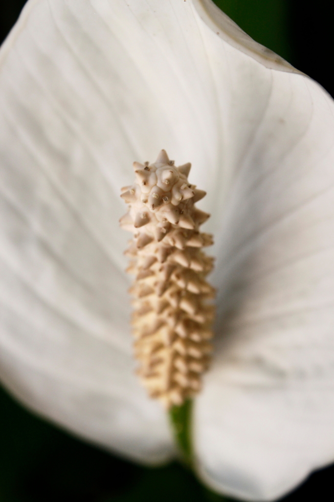 Peace Lily reference