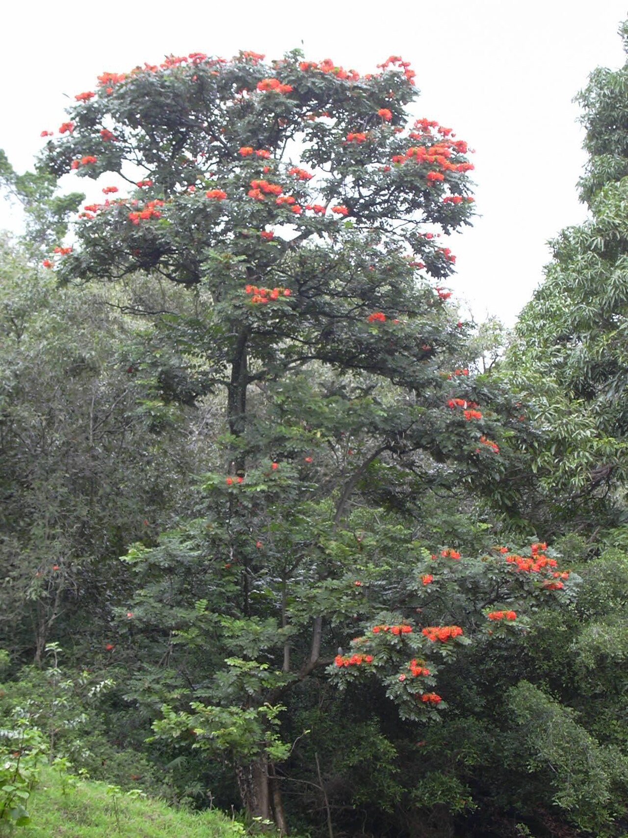 African tulip tree reference