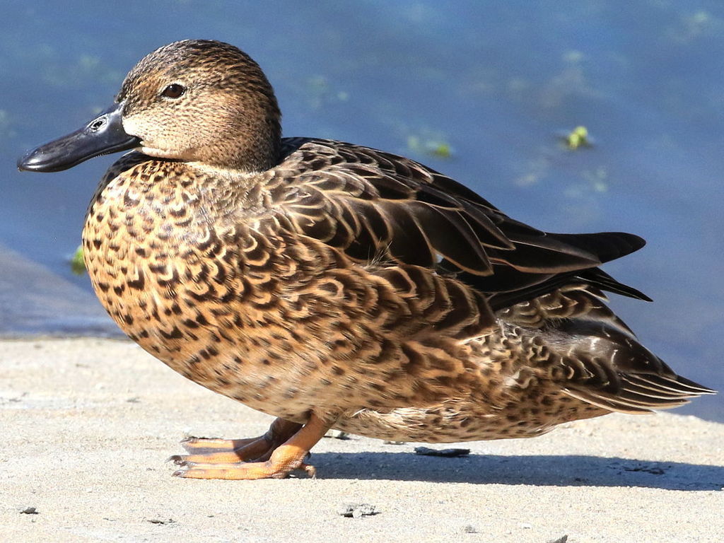 Cinnamon Teal reference