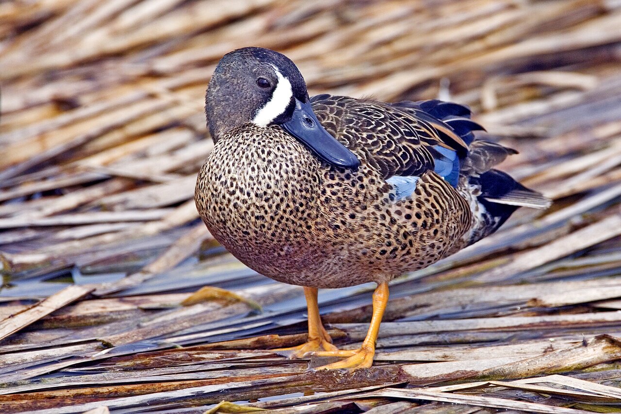 Blue-winged Teal reference