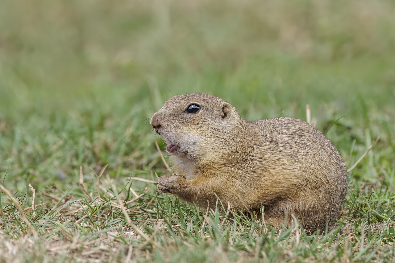 European Ground Squirrel reference