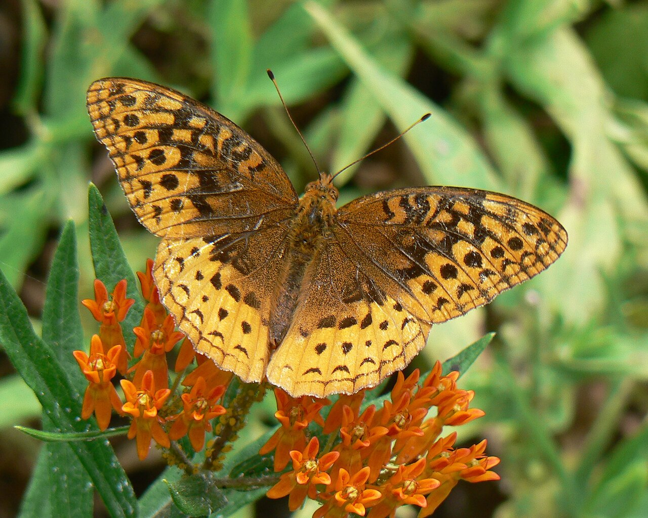 Great Spangled Fritillary reference