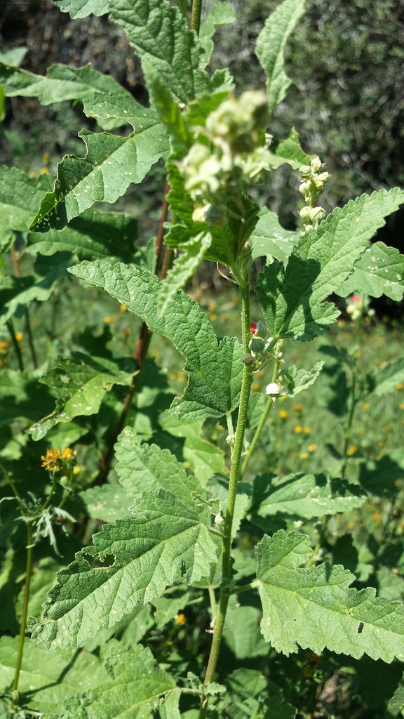 Fendler's Globemallow reference