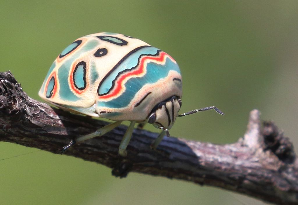Picasso Bug reference