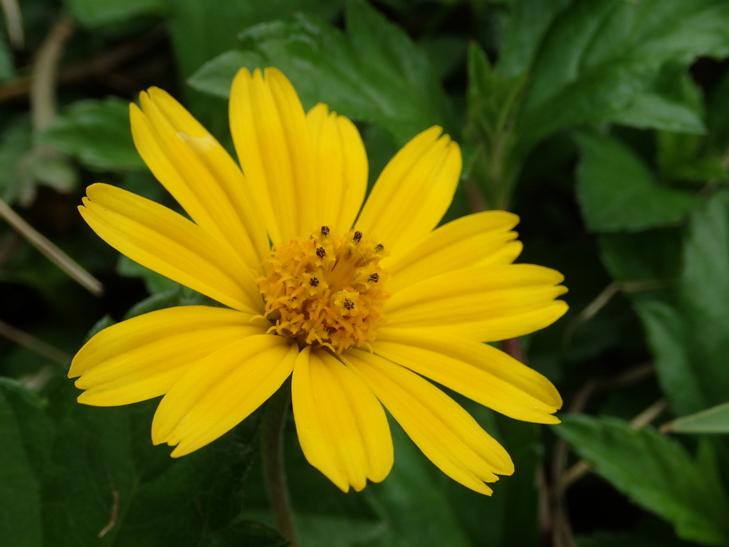 Trailing Daisy reference