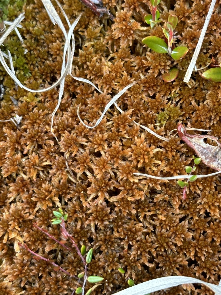 Sphagnum Moss reference