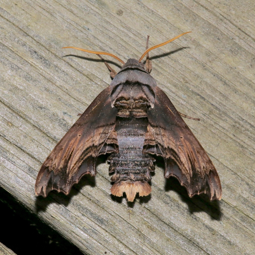Abbott's Sphinx