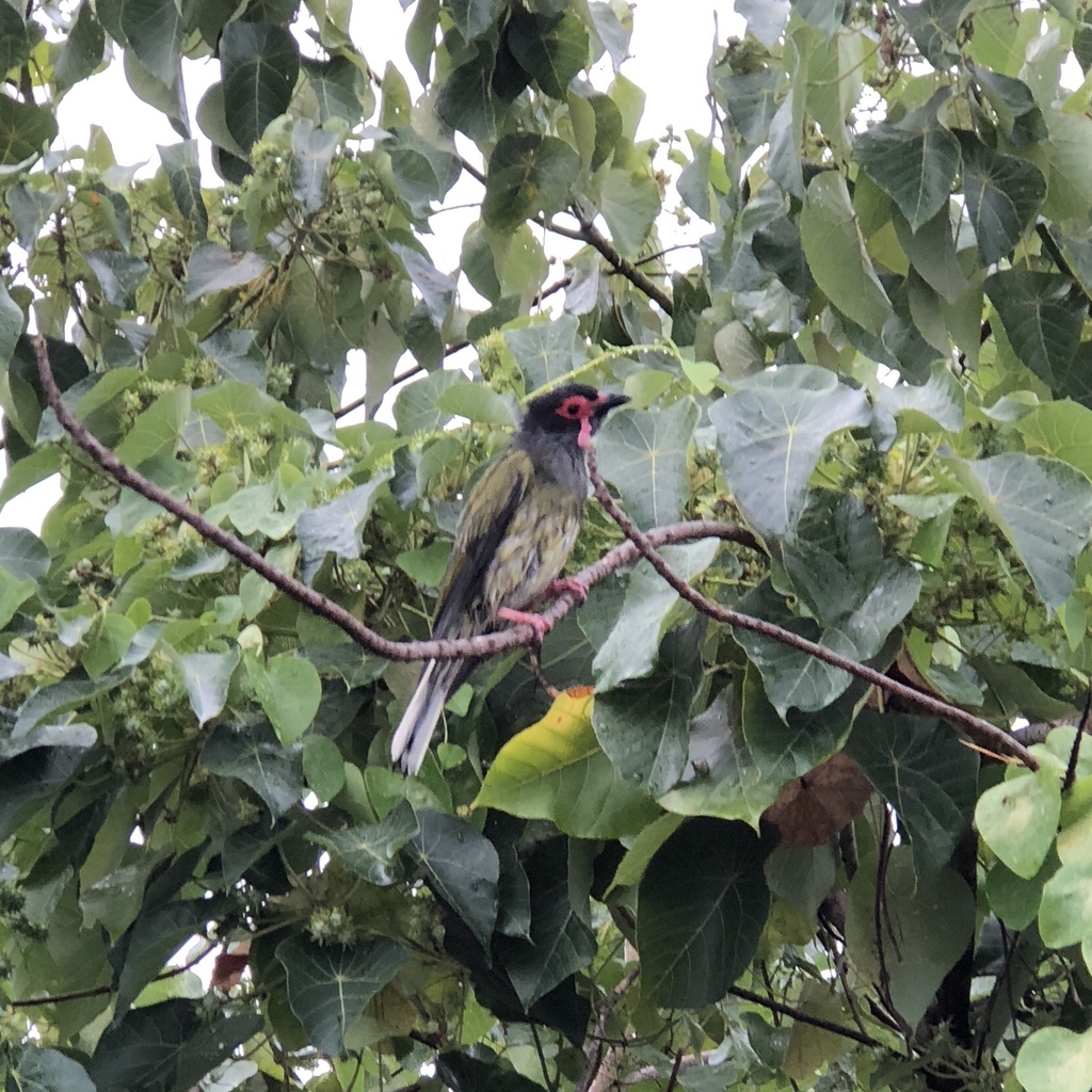 Australasian Figbird reference