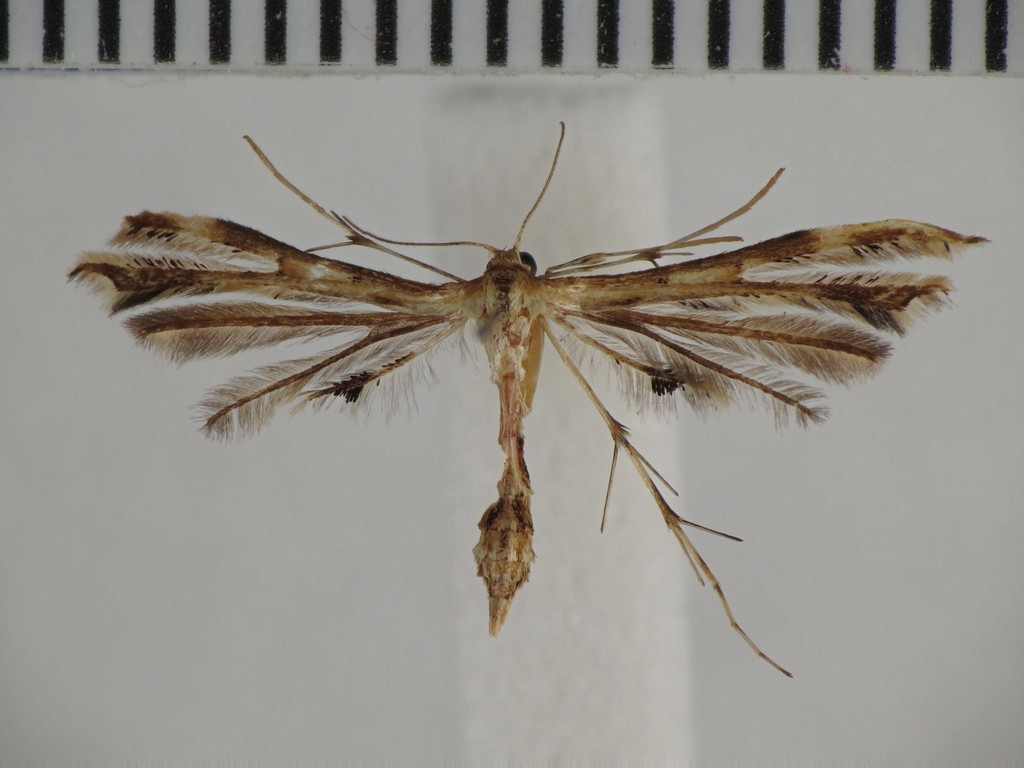 Fire-flag Plume Moth reference