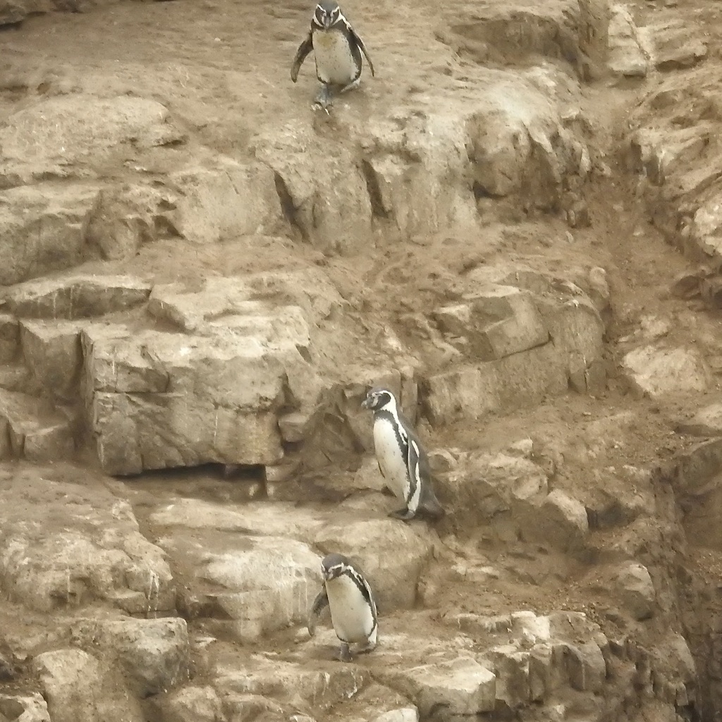 Humboldt Penguin reference
