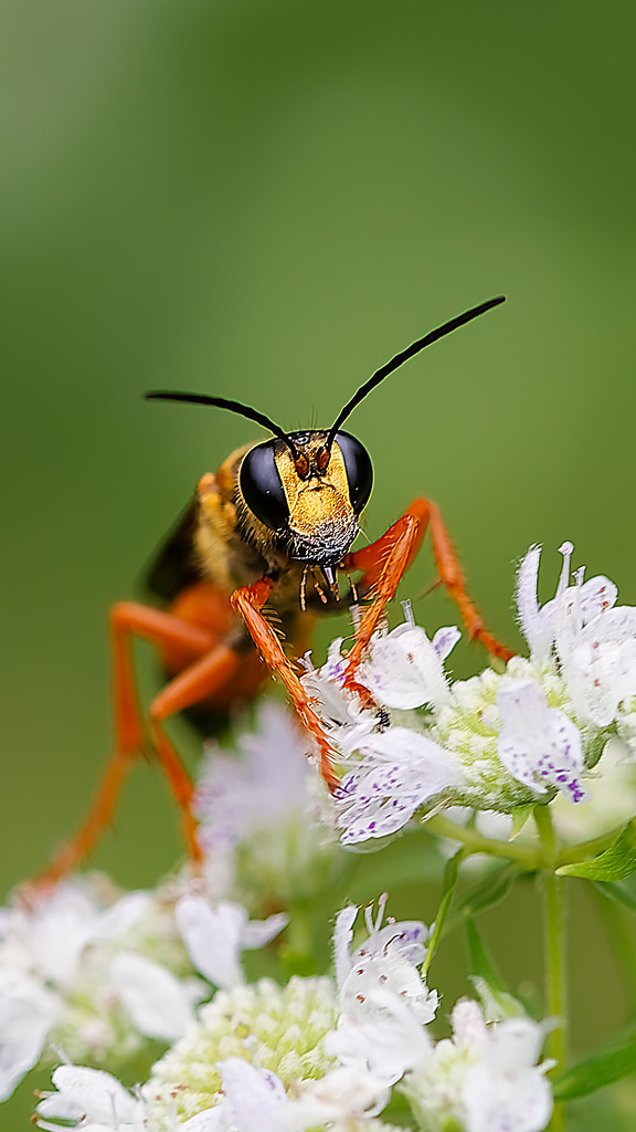 Great Golden Digger Wasp reference