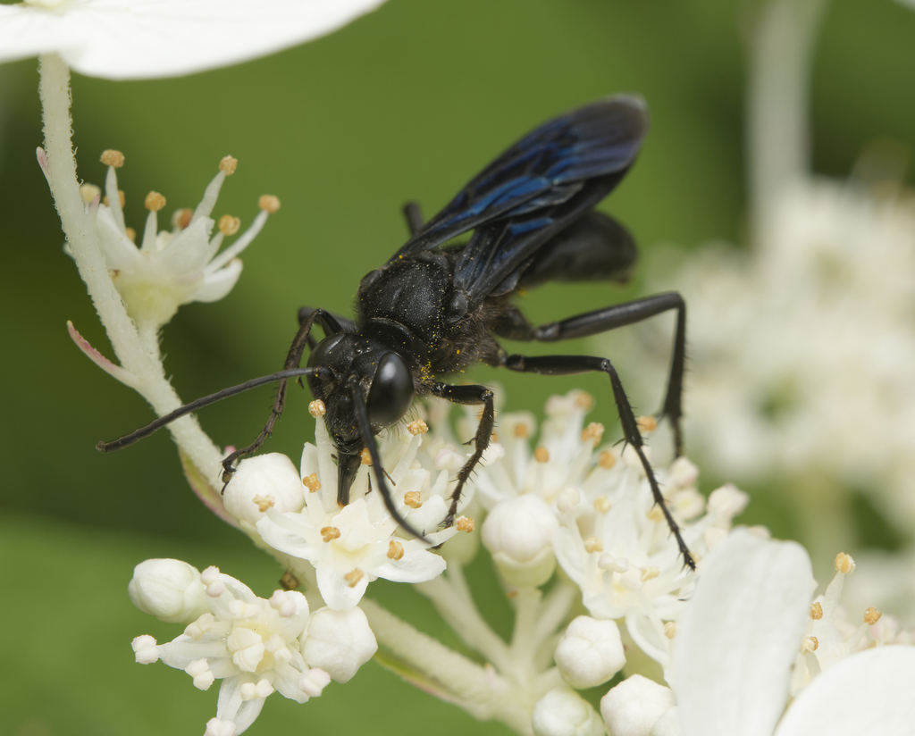 Great Black Digger Wasp reference