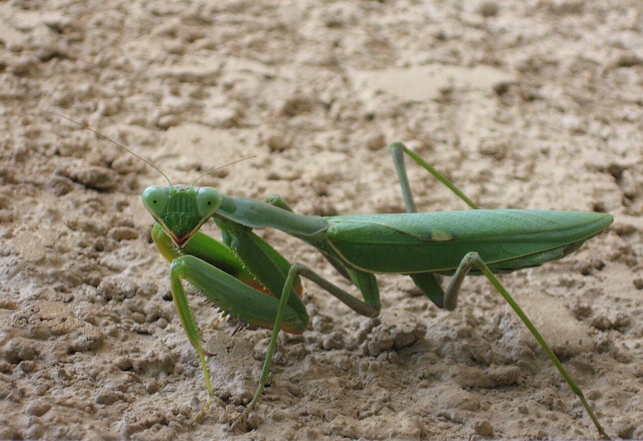 African Mantis reference