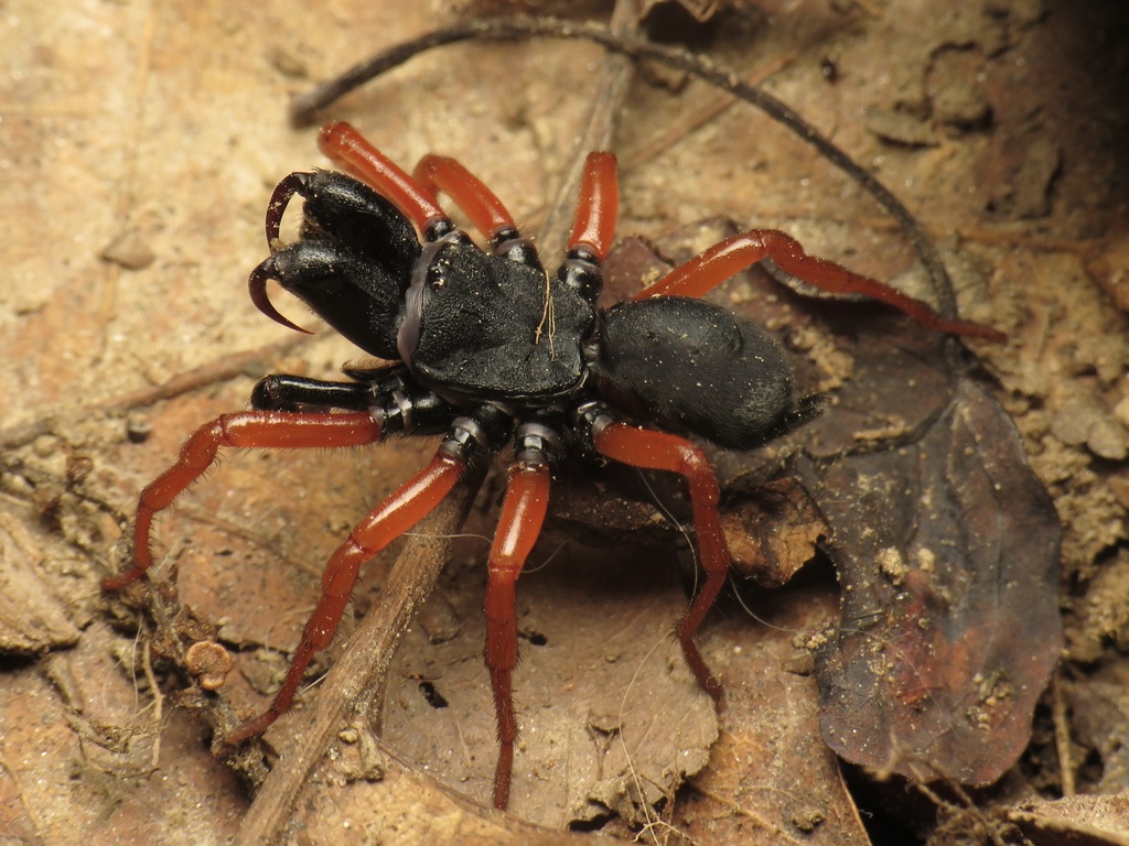 Red-legged Purseweb Spider reference