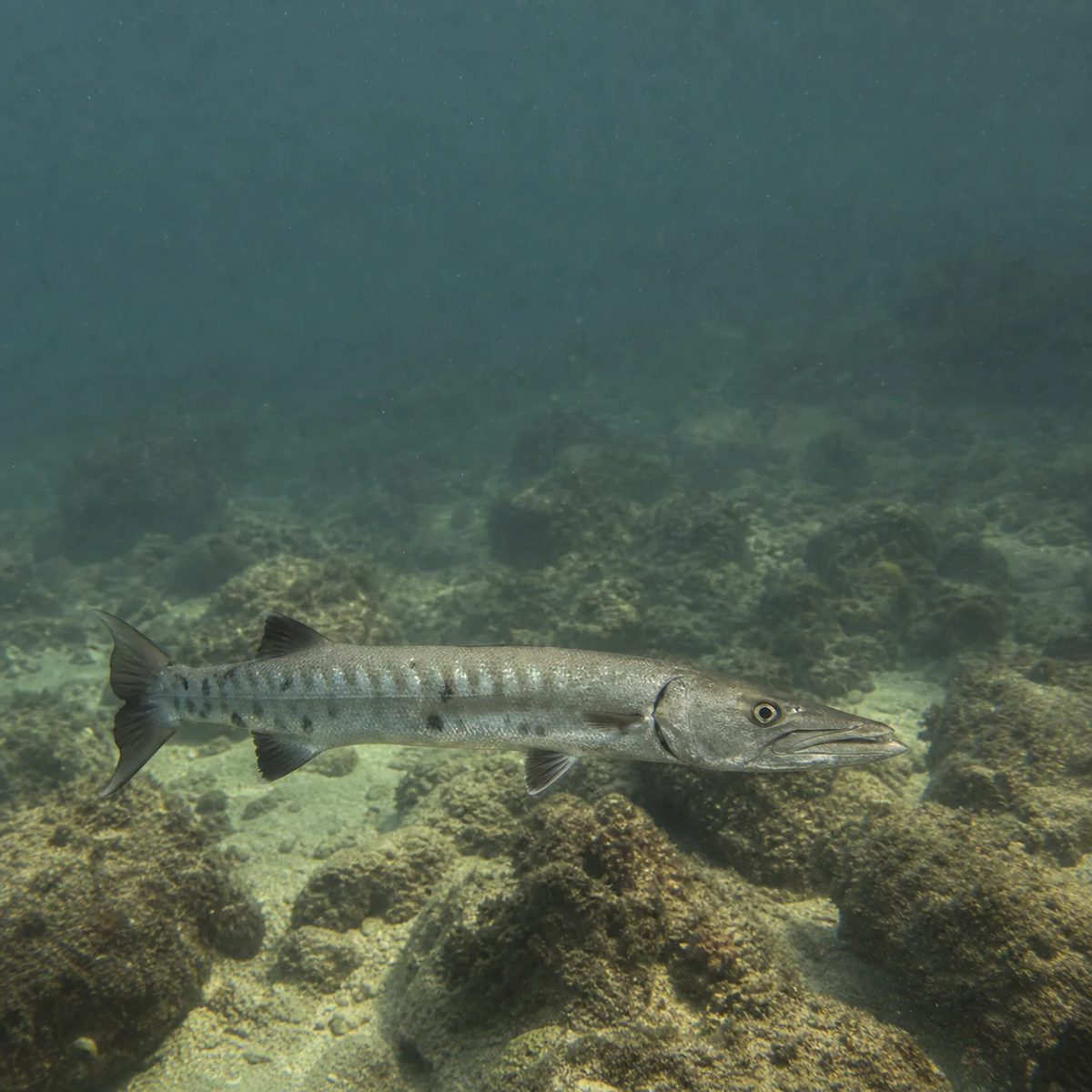 Guinean Barracuda reference