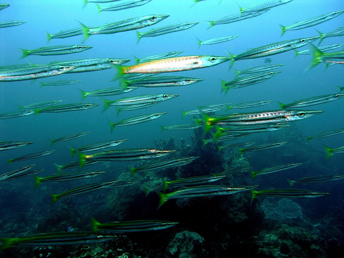 Yellowtail Barracuda reference