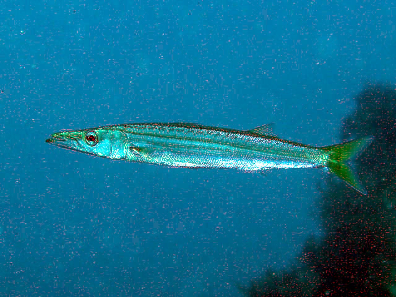 Japanese Barracuda reference