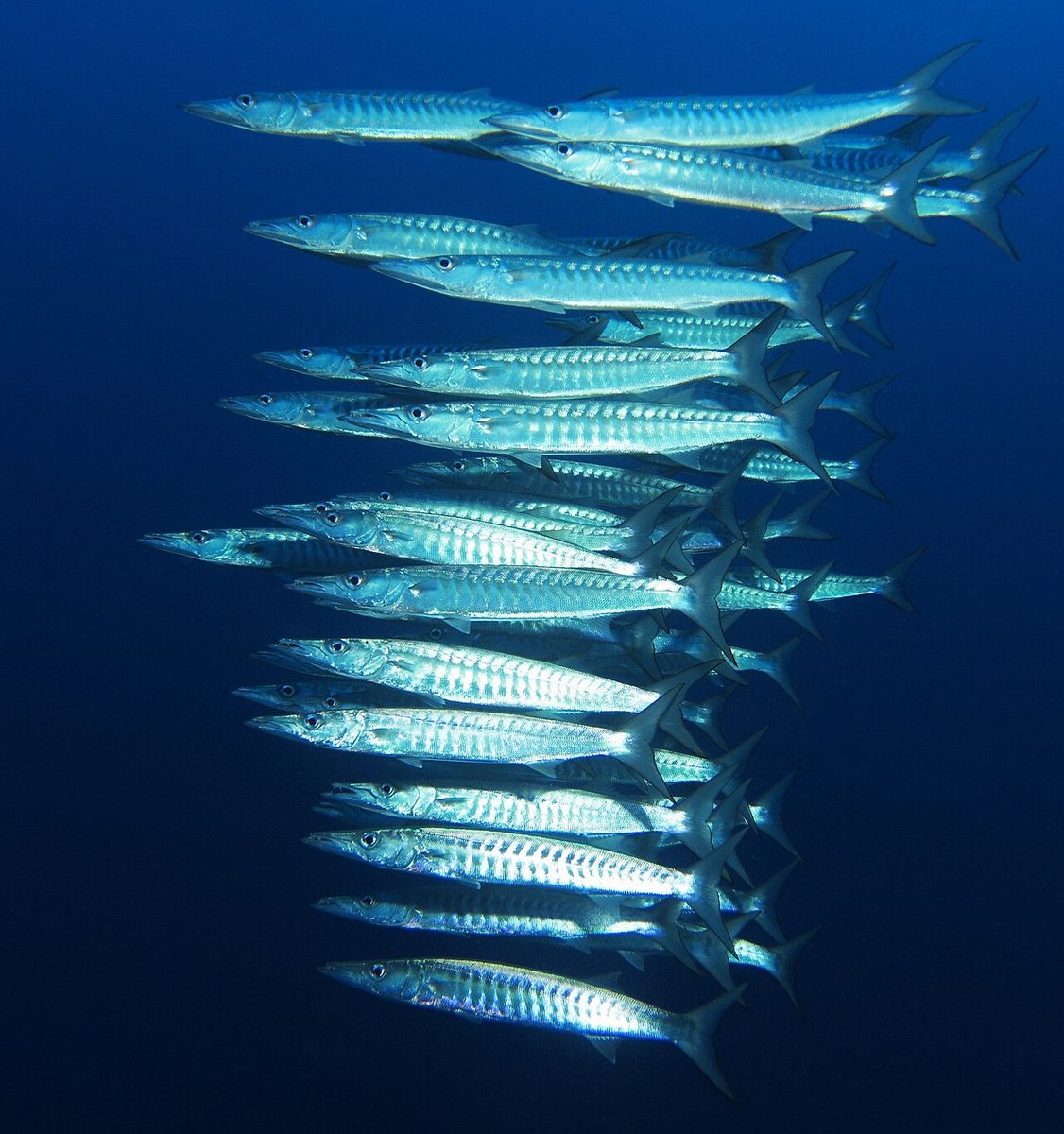 Blackfin Barracuda reference