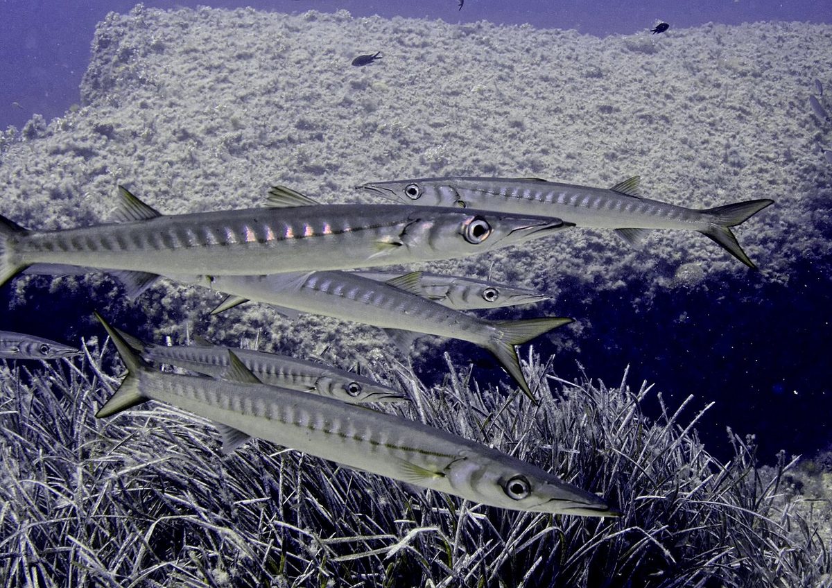 European Barracuda reference