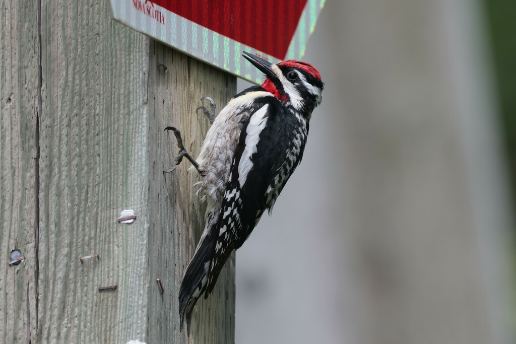 Yellow-bellied Sapsucker reference