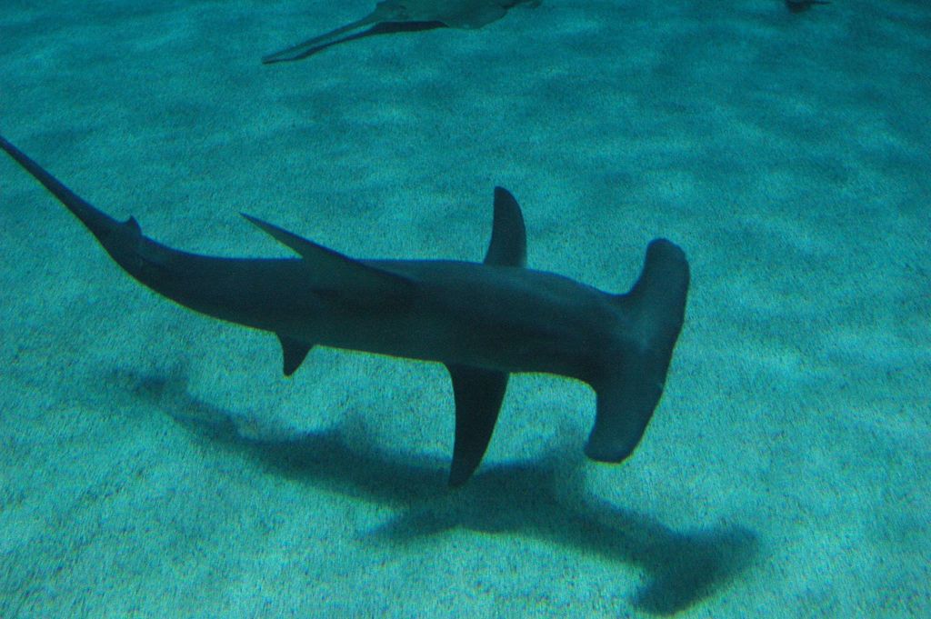 Great Hammerhead reference