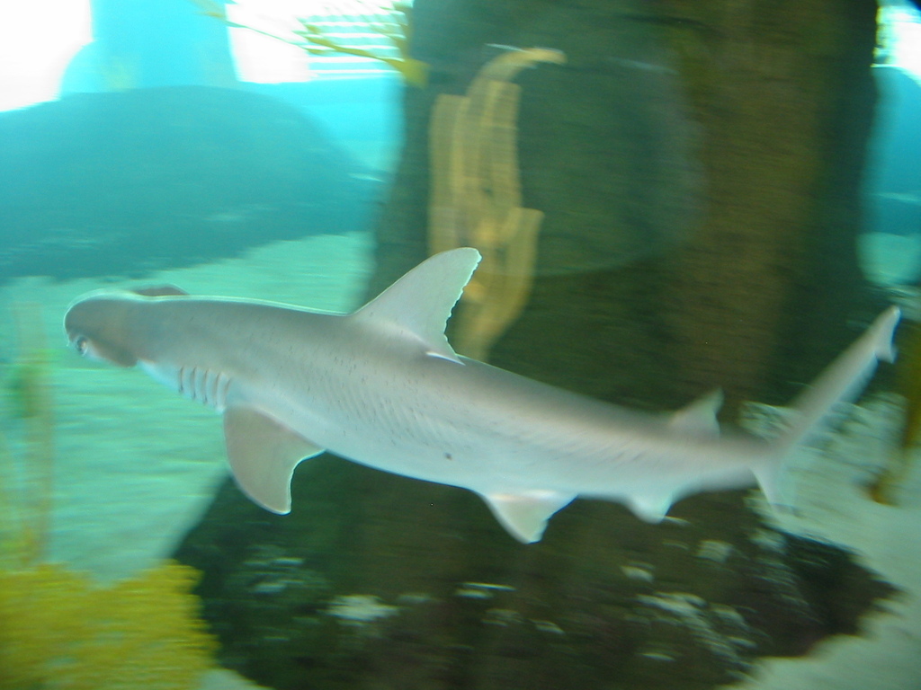 Bonnethead reference