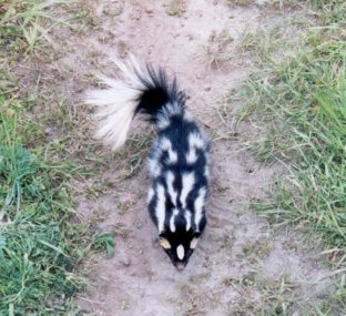 Western Spotted Skunk reference