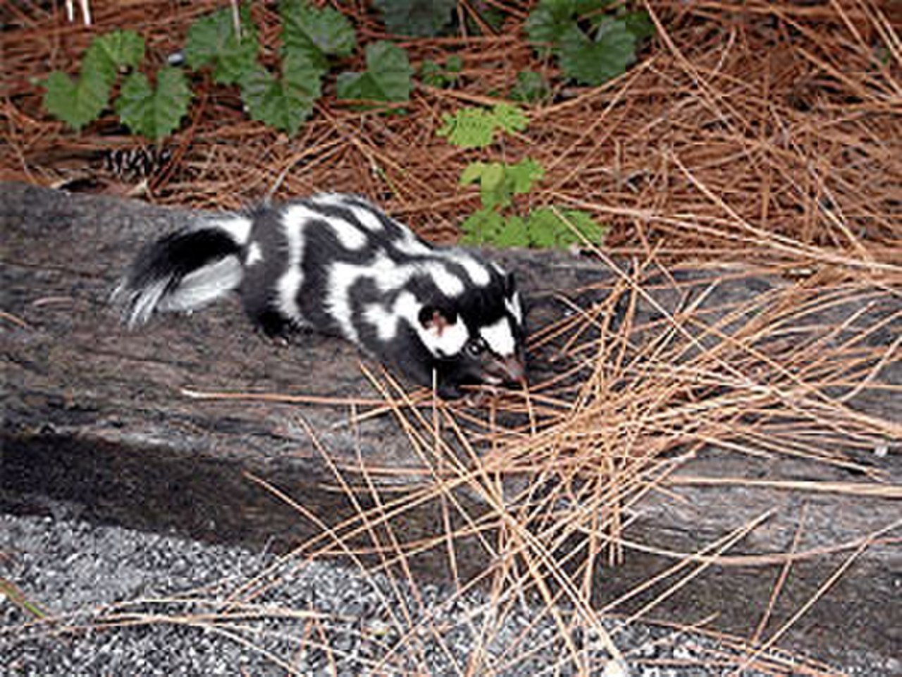 Eastern Spotted Skunk reference
