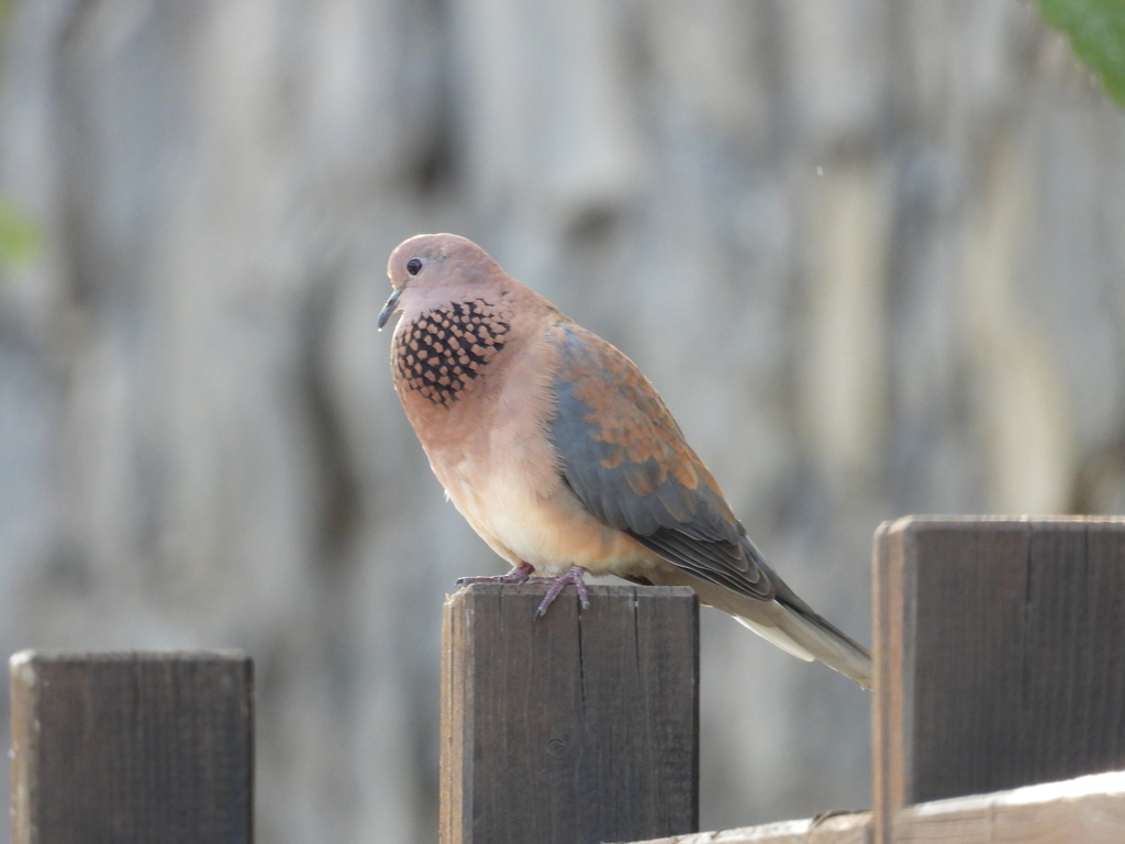Laughing Dove reference