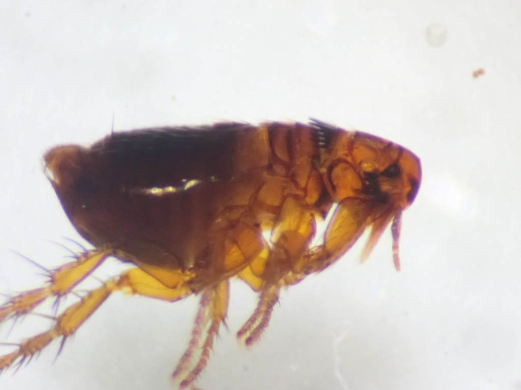 European Rabbit Flea reference