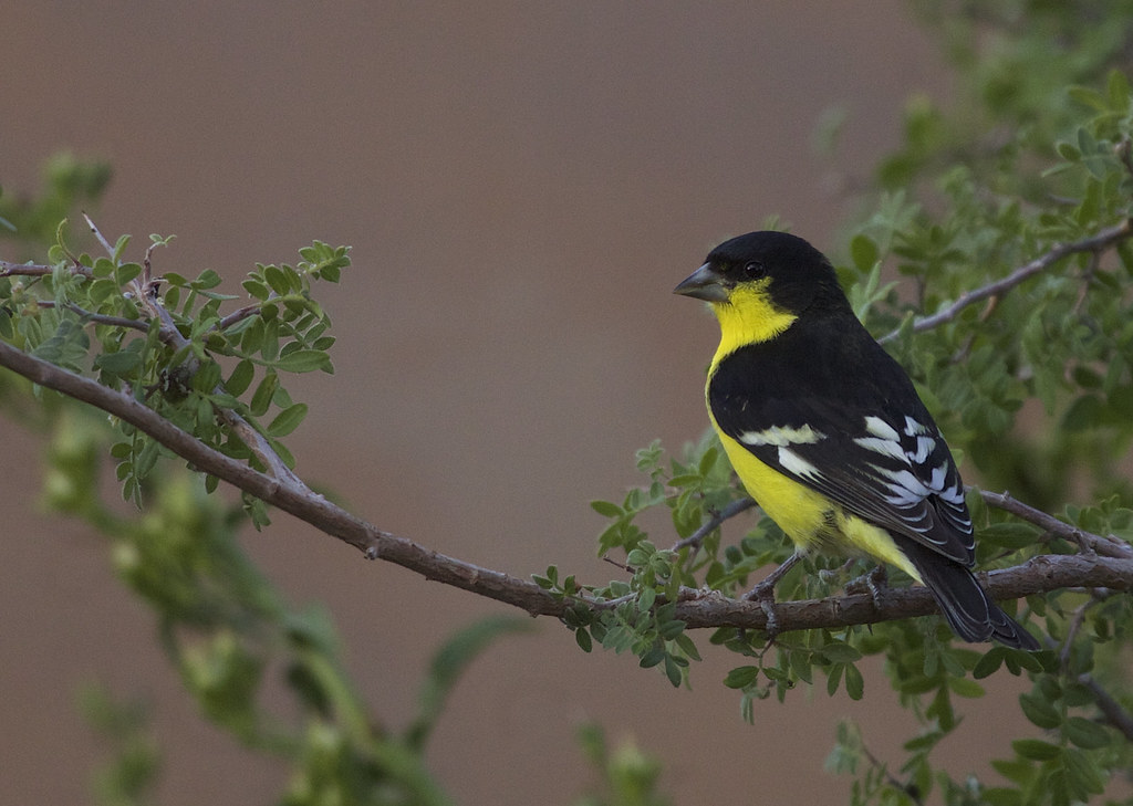 Lesser Goldfinch reference