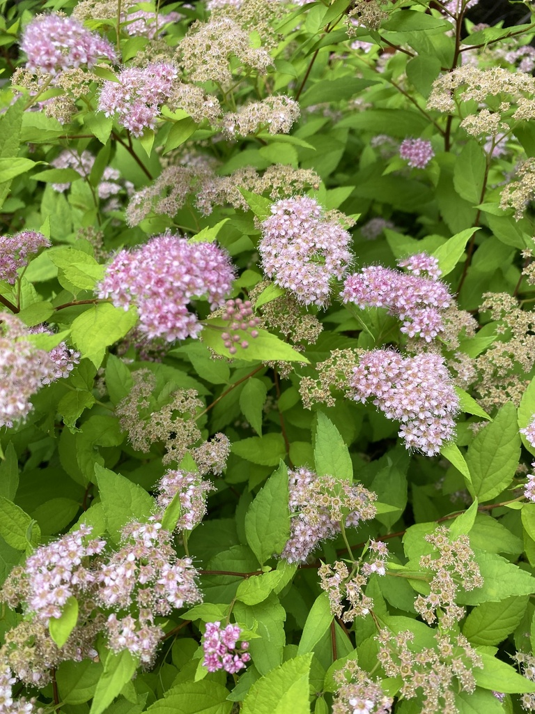 Japanese Spirea reference