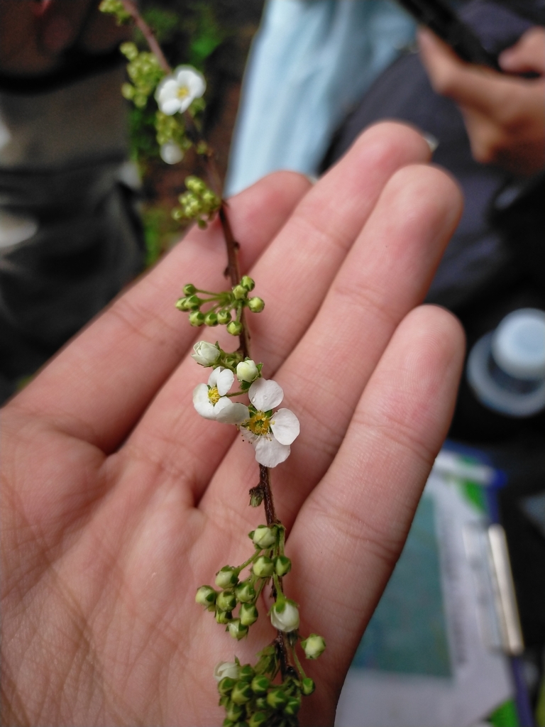 Bridal-wreath reference