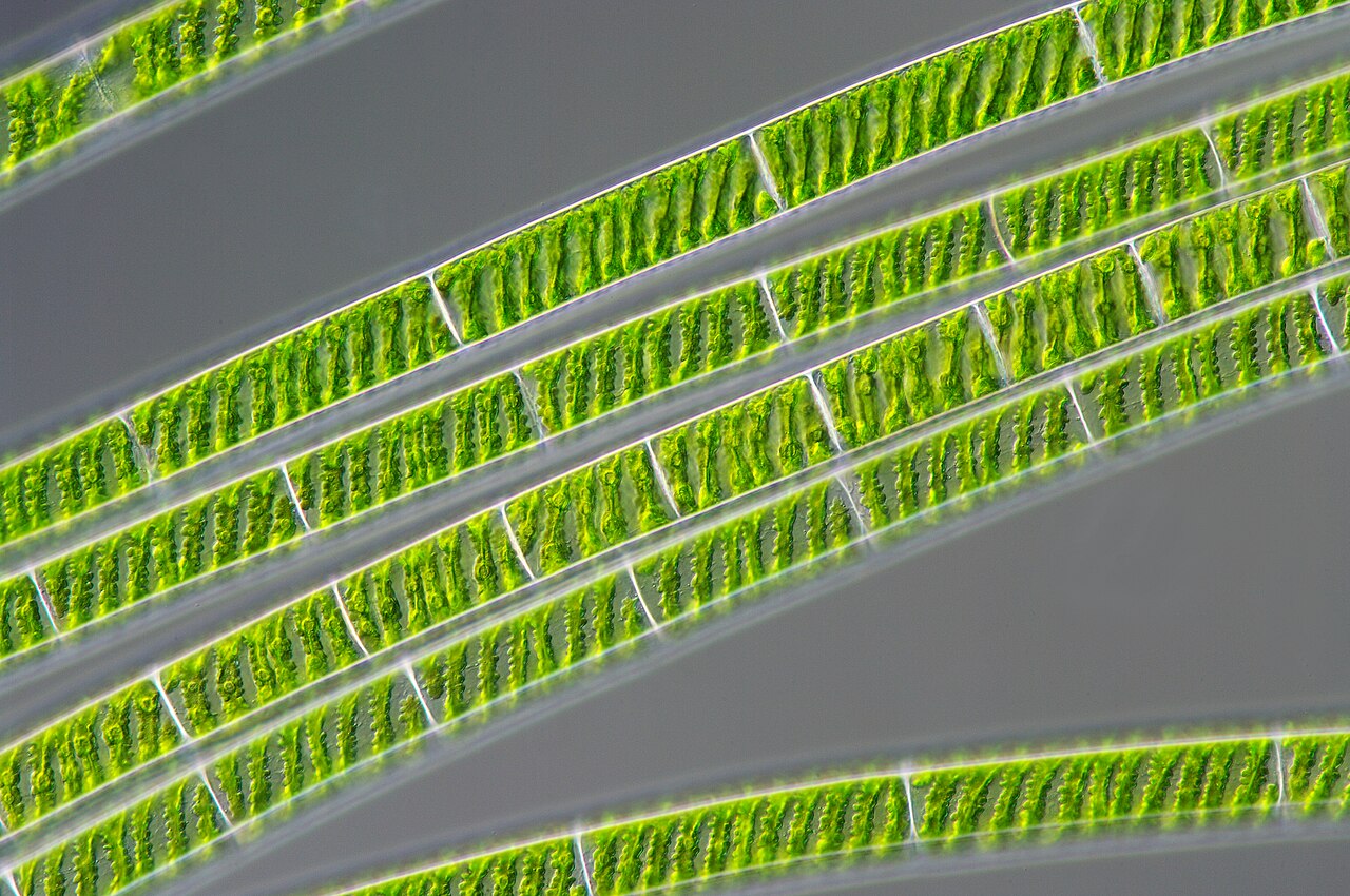 Spirogyra porticalis reference